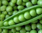 Silver Peas