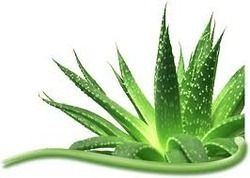 Aloe Vera Dry Extract