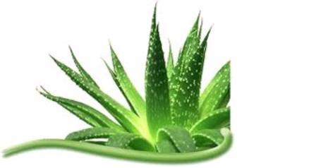 Natural Aloe Vera Dry Extract