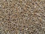 100 % Fresh Cumin Seeds