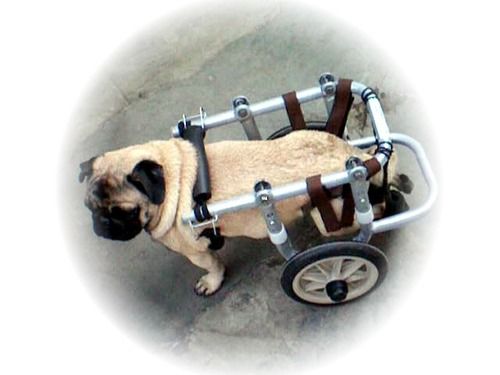 Large Innocart 2 Wheel Chair Support for Pets