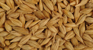 Barley