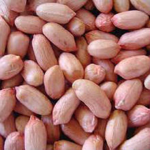 Groundnuts - Premium Quality, Hygienically Processed | Pure & Natural, International Quality Standards