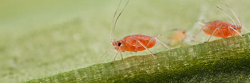 Aphids