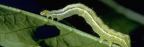 तितलियाँ और पतंगे