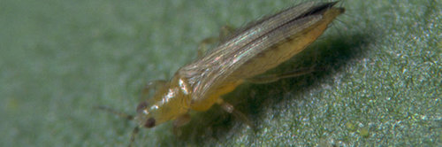 Thrips - Cucumber & Protected Crop Pest Control | Efficient Management of Onion, Western Flower, and Rose Thrips