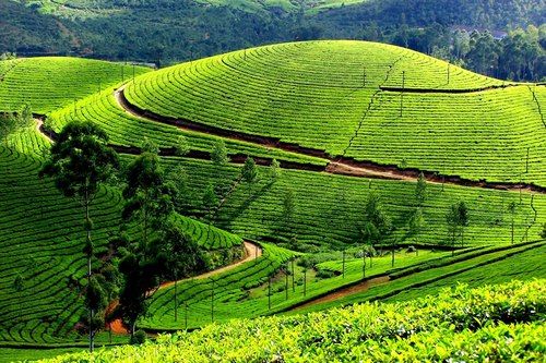 Munnar Tour Package By Blesson Vacations