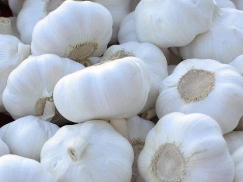 White Fresh Garlic