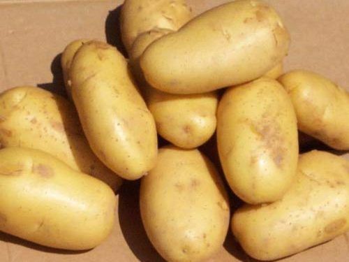 Yellow Fresh Potatoes