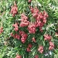 Bombai Fresh Litchi