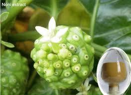 Noni Dry Extract