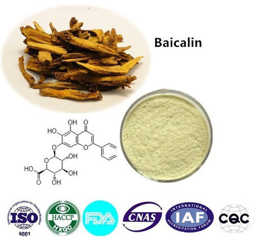 Baicalin - Potent Herbal Extract, Rich in Flavonoids for Health Benefits