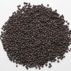 Black Mustard Seeds