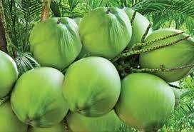 Green Coconut