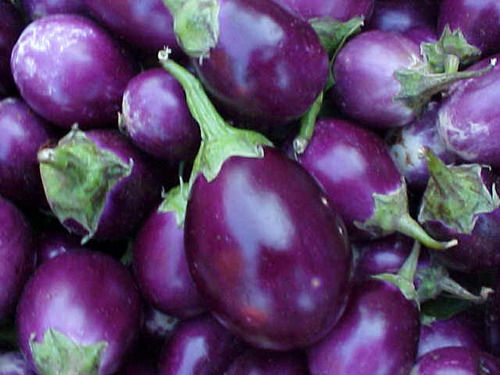 Brinjal