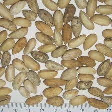 Natural Neem Seed