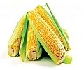 Yellow Maize