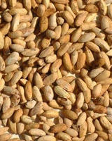 Dried Brown Neem Seeds