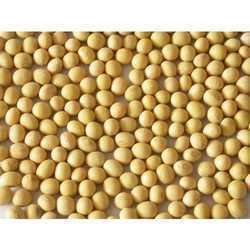 Pure Soybean Seed