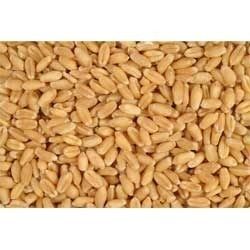 Pure Wheat Grains