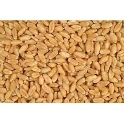 wheat grain