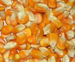 maize seeds