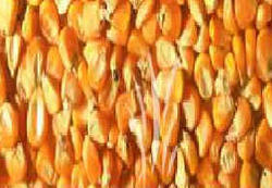 Bird Feed Maize