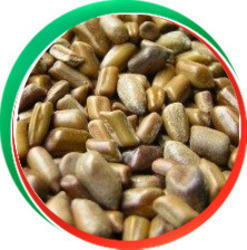 cassia tora seed