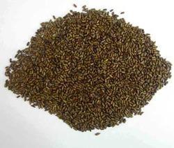 cassia tora seed