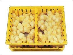 Corrugated Chick Box - Durable Corrugated Material, Multiple Sizes Available - Heavy Load Bearing, Breakage Resistant, Smooth Finishing