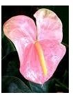 Flowering Plants (Anthurium)