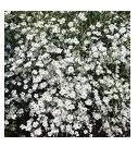 Flowering Plants (Gypsophyllym)