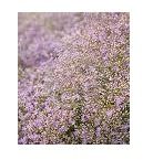 Flowering Plants (Limonium)