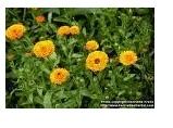 Flowering Plants (Marigold)