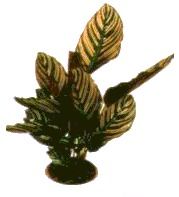 Foliage Plants (Calathea)