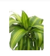 Foliage Plants (Dracaena)