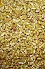 Indian Cassia Semen Torea Seeds