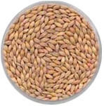 Indian Feed Barley