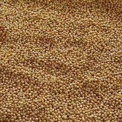 pearl millet