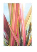 Phormium Jester