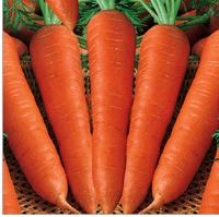 Orange Carrot - Nutrient-Rich and Delicious, Light and Crispy | Highly Demanded for Raw and Cooked Dishes