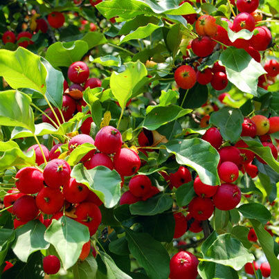 Ficus Religiosa