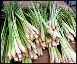 Lemon Grass