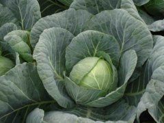 Cabbage