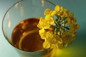 Canola Oil - 100% Pure Cold-Pressed Oil, Heart-Healthy Fat Alternative with Low Saturated Fat Content