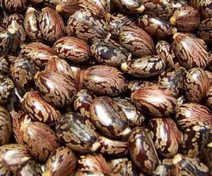 Castor Oil Seeds