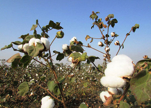 Cotton for Fabric