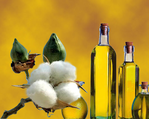 Cotton Seed Oil