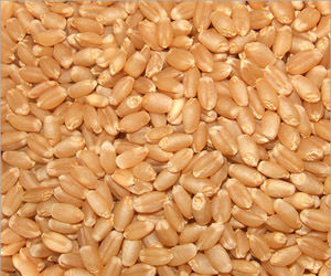 KVS Wheat