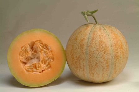 Musk Melon - 1.2 - 1.5 kg, Round Shape, Netted Yellowish Skin with Grooves - Sweet Fragrant Orange Flesh, Heavy Yielder with Uniform Fruits